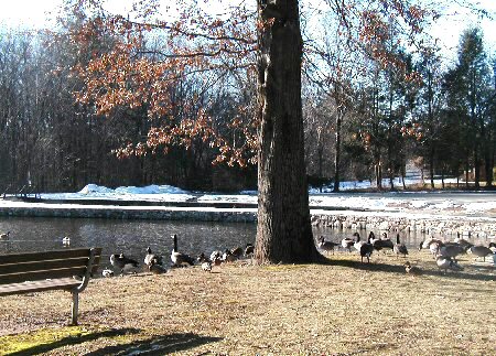 Fern...geese and ducks