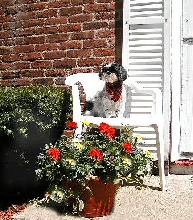 Flowers Katie chair