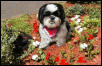 Flower bed Katie