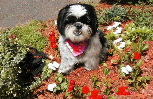 Flower bed Katie
