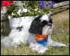 After bath Katie...flowers