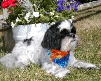 After bath Katie...flowers