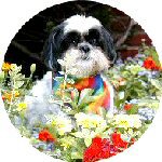 Flowerssig