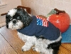 Fourth of July Katie