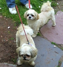Front door....two Shih Tzu
