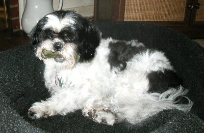 Greenie Katie