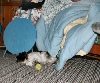 Helper Katie...not