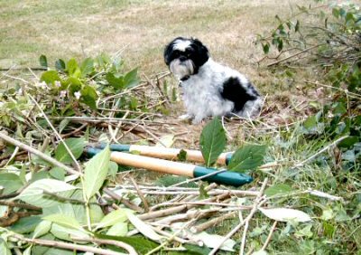 Helper bushes