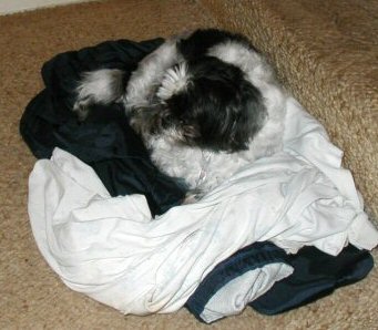 Hide and seek...clothes