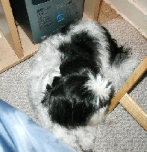Hiding from the wind..