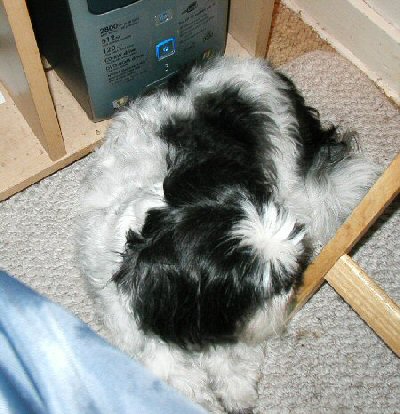 Hiding from the wind..