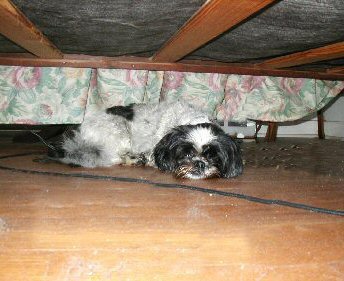 Hiding under the bed...