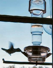 Hummingbird feeder.....