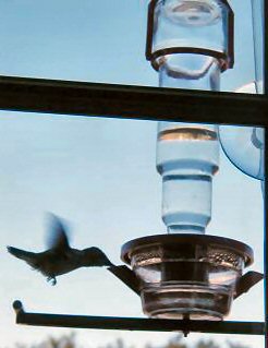 Hummingbird feeder.....