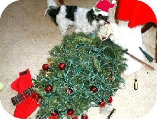 I didn't knock it down.....honest.