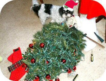I didn't knock it down.....honest.
