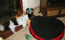 If I bark long enough....tennis ball