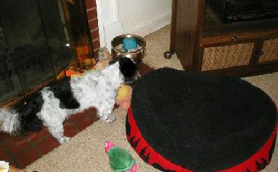 If I bark long enough....tennis ball