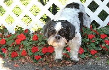 Impatients fence Katie