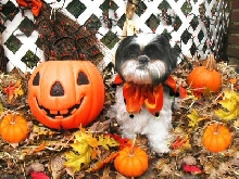 Halloween jester...