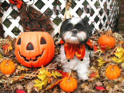 Halloween jester...
