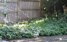 Jungle