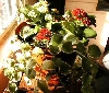Kalanchoe plant