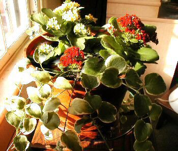 Kalanchoe plant