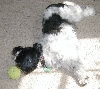 Katie...someone may take my tennis ball
