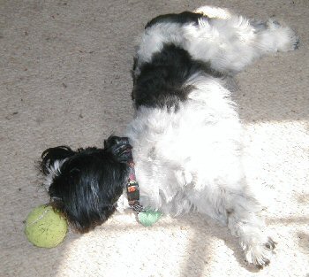 Katie...someone may take my tennis ball