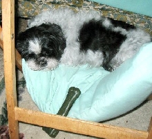 Katie, tray..sleeping