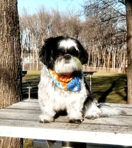 Katie picnic table