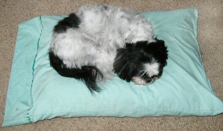 Katie adjusts...pillow