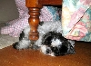 Katie under bed