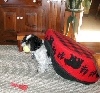 Katie wearing bed...