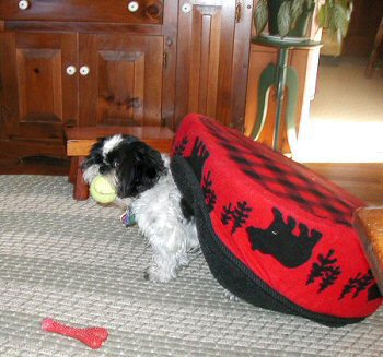 Katie wearing bed...