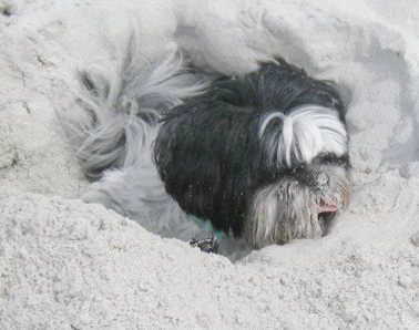 Sandy face Katie