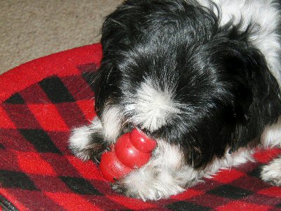 Kong Katie