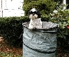 Leaf bucket Katie