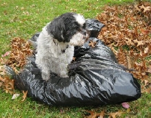 Leaves...big help Katie