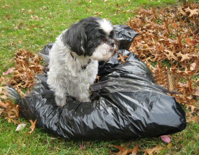 Leaves...big help Katie