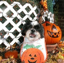 Little Pumpkin