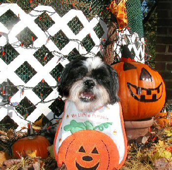 Little Pumpkin