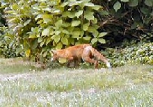 Fox....
