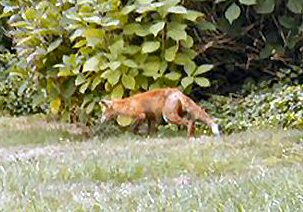 Fox....