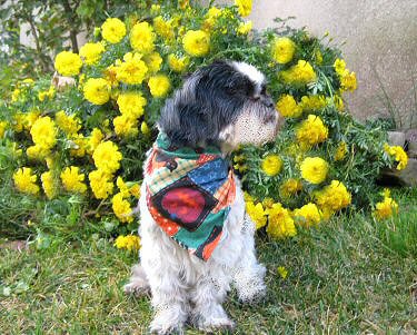 Marigolds Katie latest