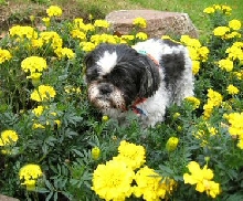 Marigolds....Katie