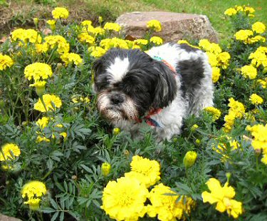 Marigolds....Katie