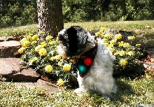 Marigolds Katie