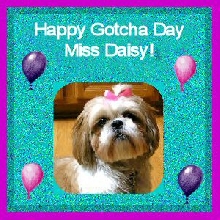 Happy Gotcha Day